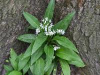 Bärlauch Blüten in einer Baumstammkerbe